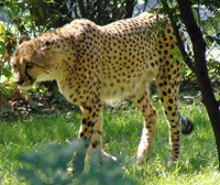 cheetah pacing